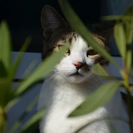 Bed and Breakfast Romantikmuehle Heartlandranch Krummenau