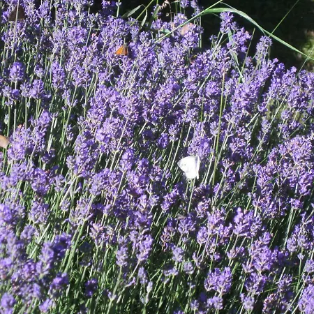 ベッド・アンド・ブレックファスト Romantikmuehle Heartlandranch 3*