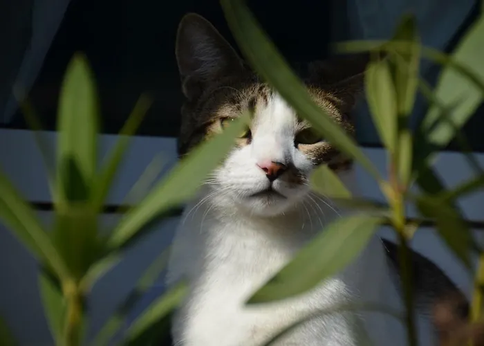 Nocleg ze śniadaniem Romantikmuehle Heartlandranch Krummenau