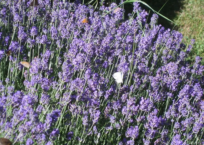 Oda ve Kahvaltı Romantikmühle Heartlandranch 3*